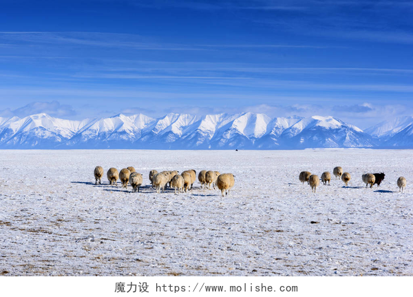 冬季在山上的羊群一群羊和山羊在冬天在山上放牧